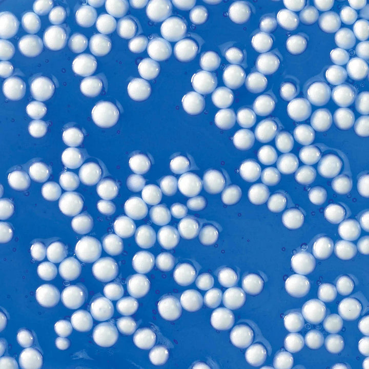 Thinking Putty - Large | Crackle'n Kraken Popp'n