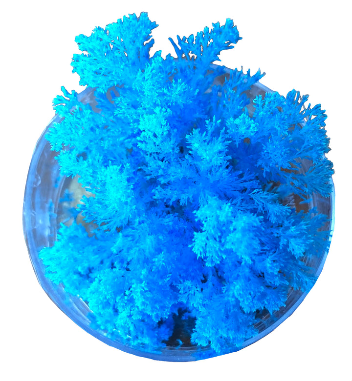 Coral Reef Magic Rock Kit