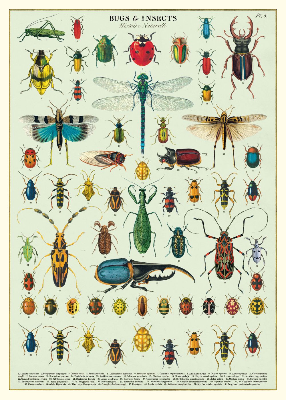 Poster - Bugs and Insects
