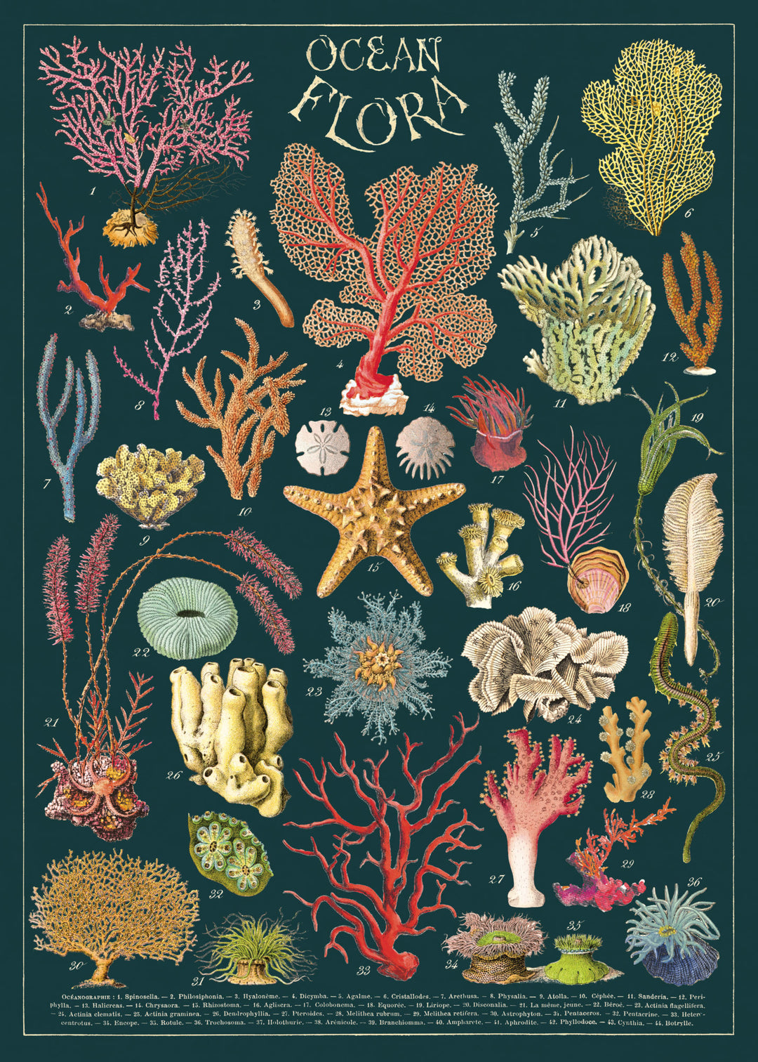 Poster - Ocean Flora