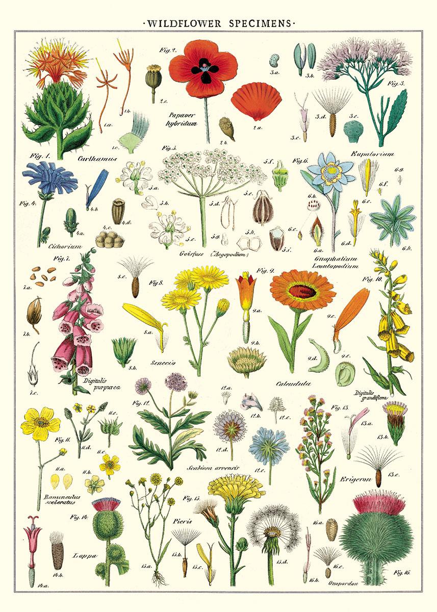 Poster - Wildflowers