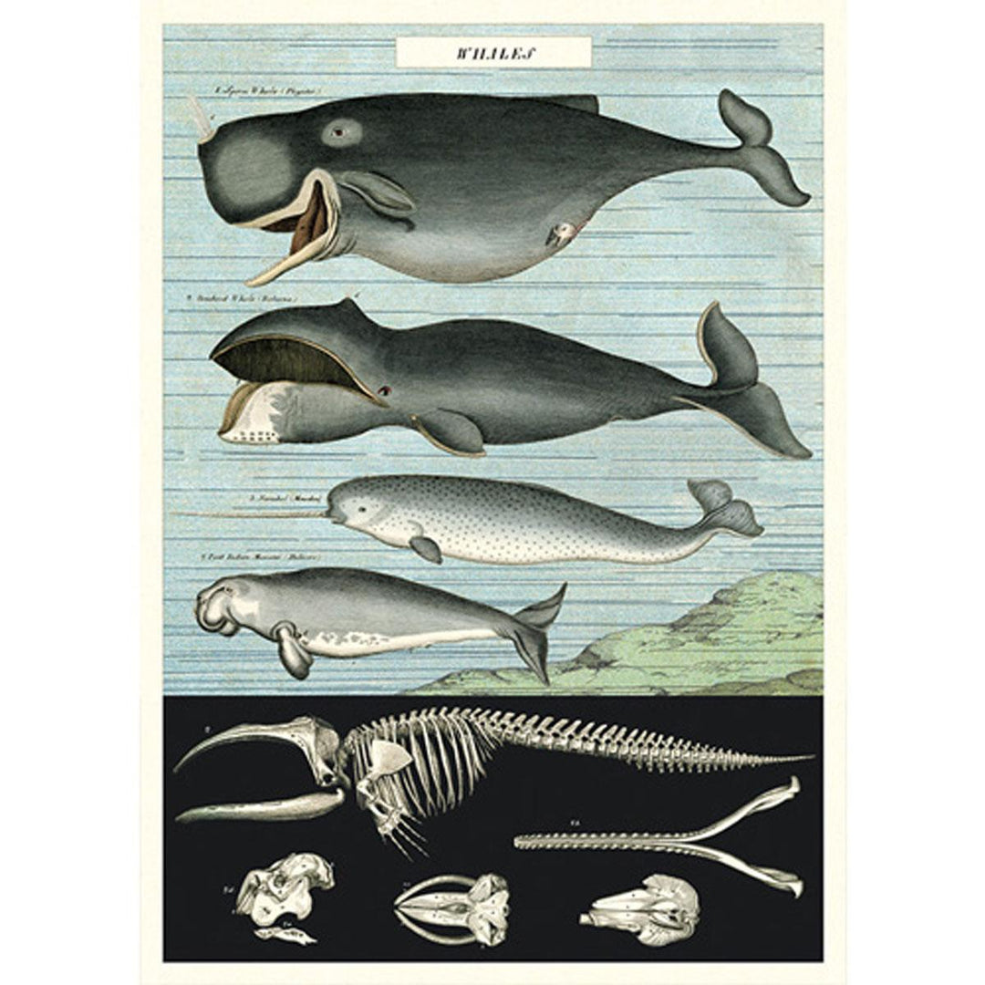 Poster - Whale Chart