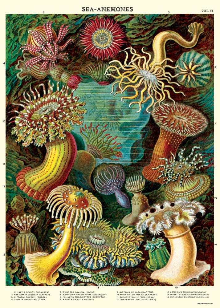 Poster - Sea Anemones