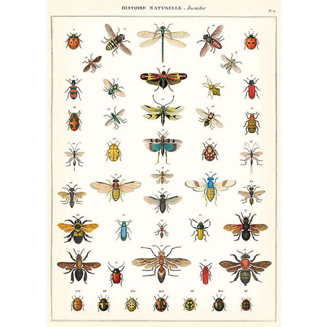 Poster - Natural History of Insects