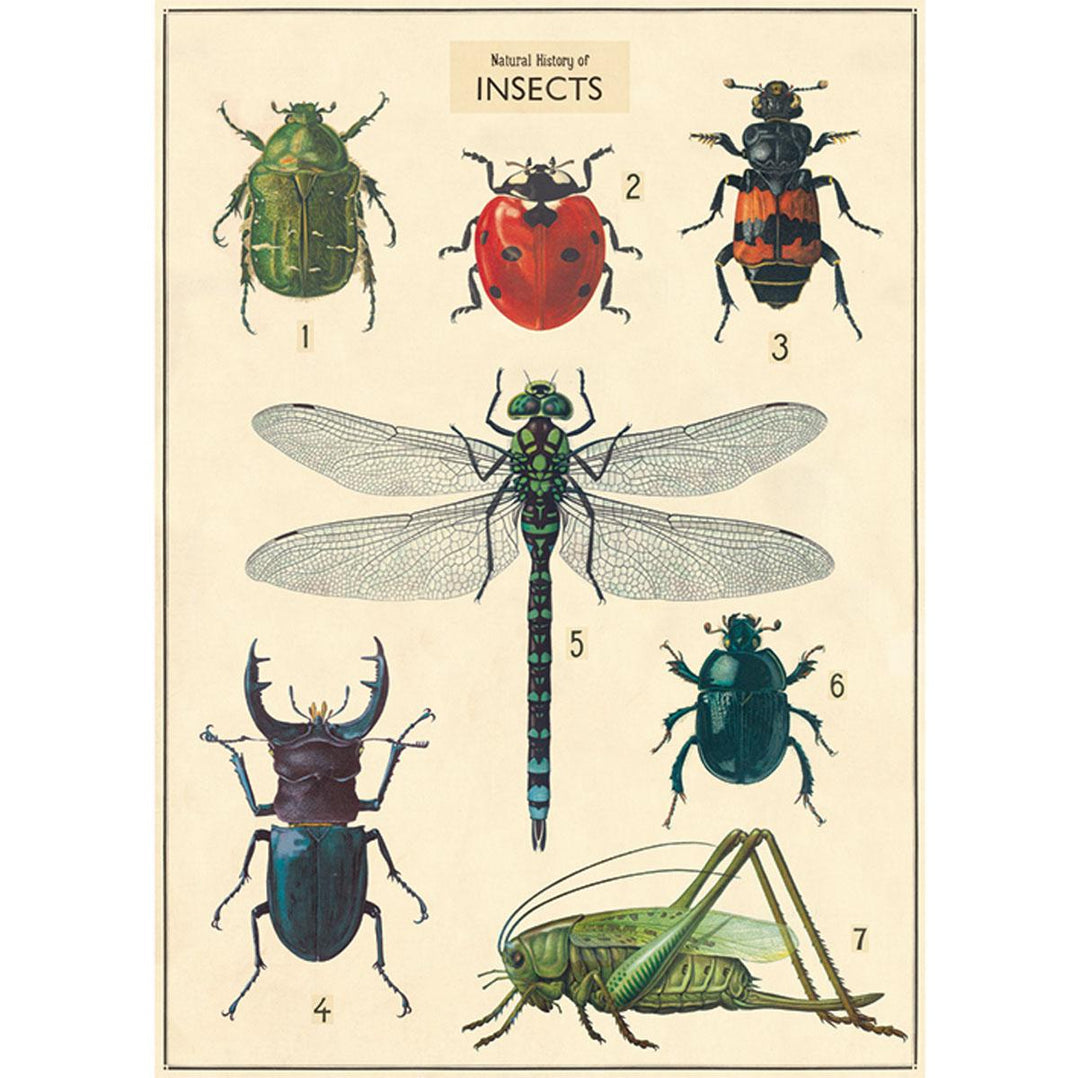 Poster - Insects