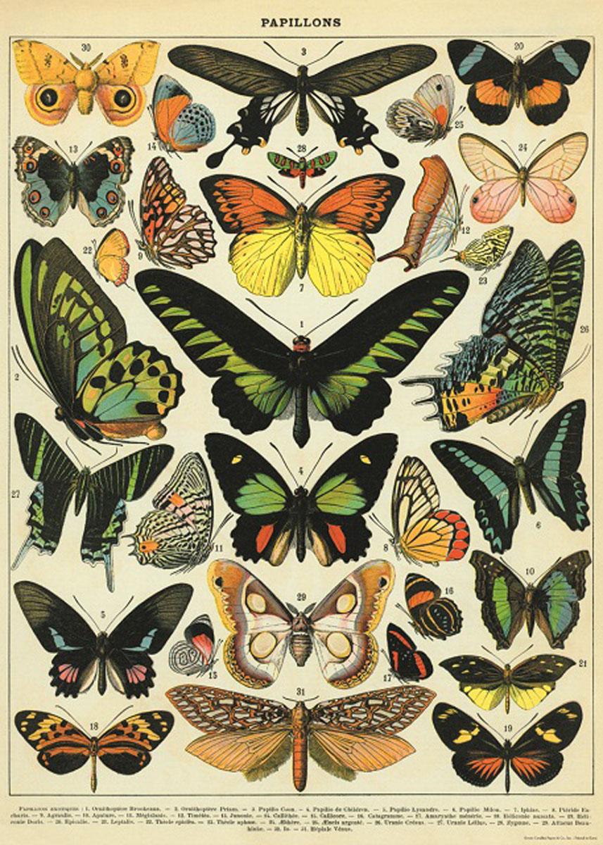 Poster - Butterflies