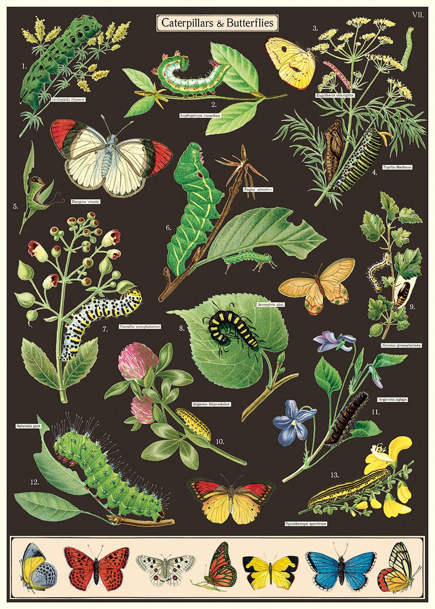 Poster - Caterpillars & Butterflies