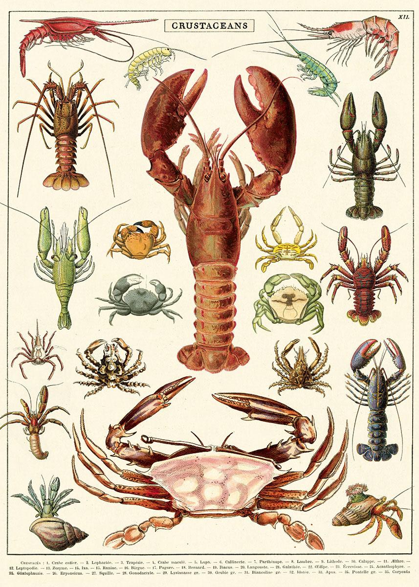 Poster - Crustaceans