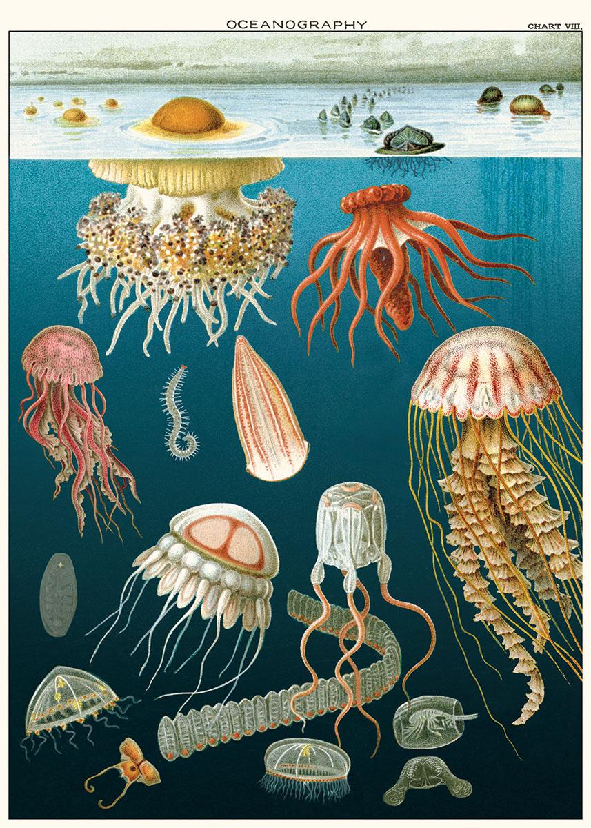 Poster - Jellyfish
