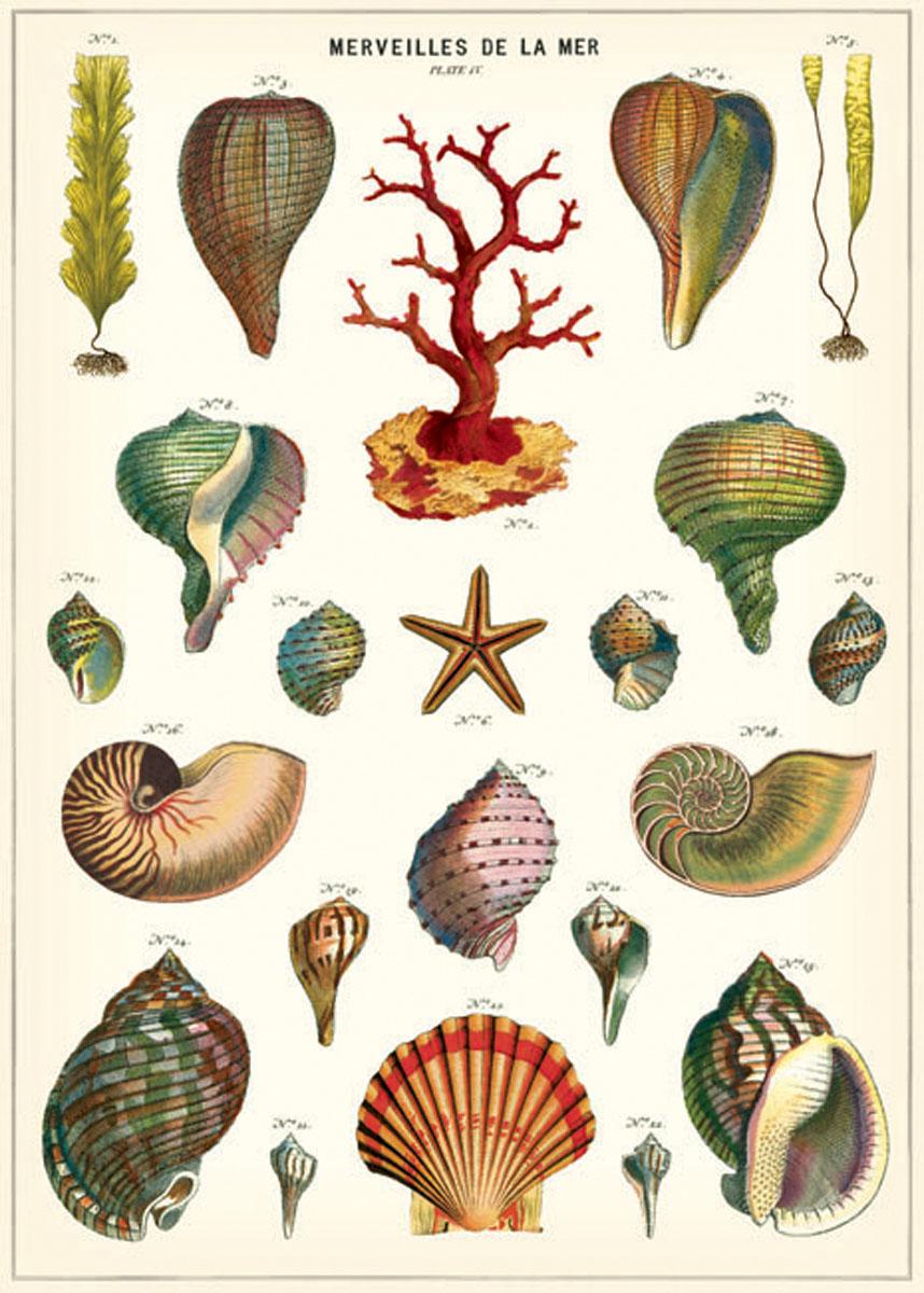Poster - Shells de la Mer with Wooden Hanger