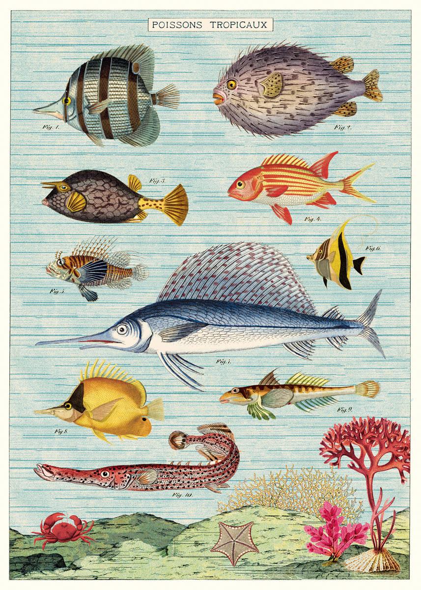 Poster - Tropical Fish