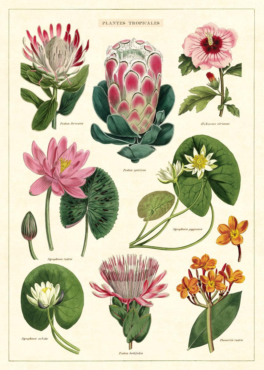Poster - Tropical Flowers