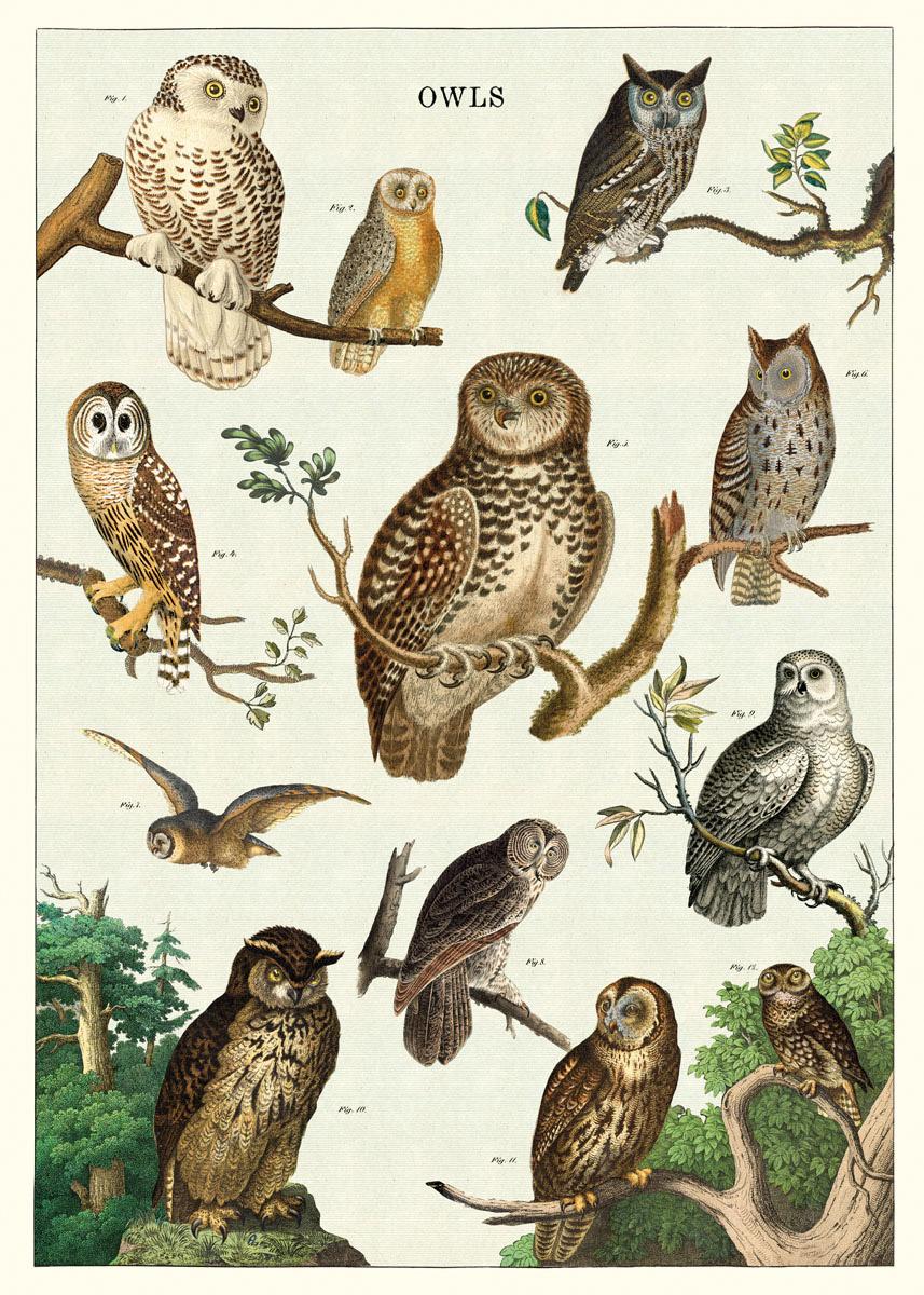 Poster - Owl Chart