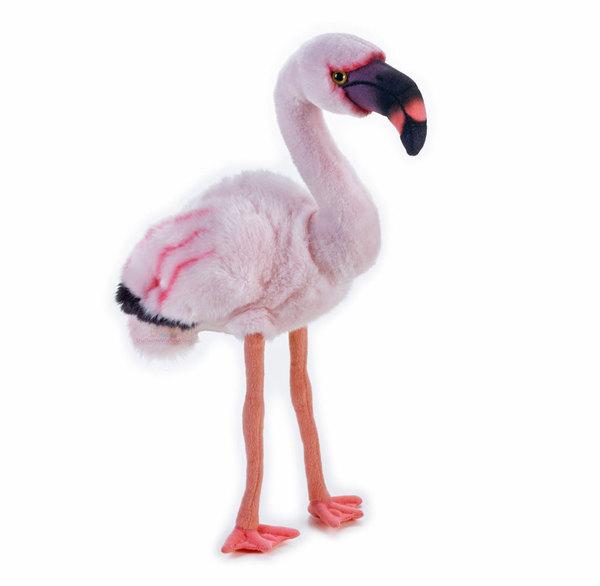 National Geographic - Baby Flamingo