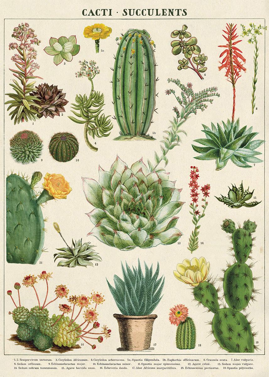 Poster - Cactus & Succulents