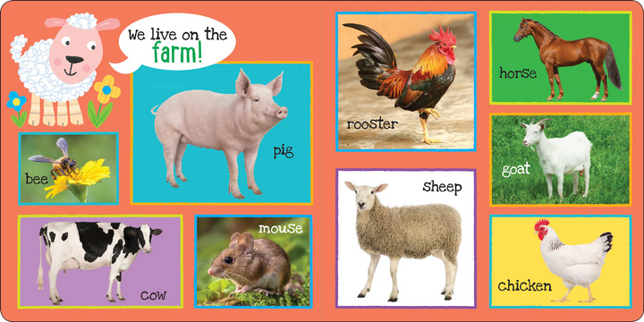 My First Book - 101 Animals