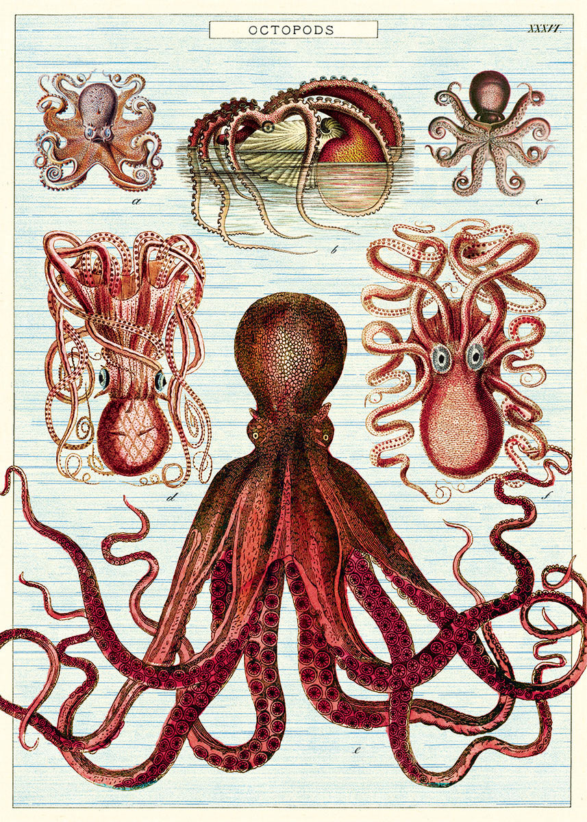 Poster - Octopods
