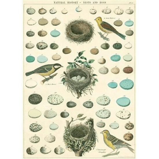 Poster - Natural History of Nests and Eggs