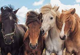 Horse Friends 4+