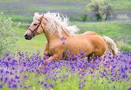 Horse Friends 4+